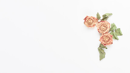 floral banner concept. roses flowers close-up on a white background. minimalistic wedding composition with place for text. flat lay, top view, copy space