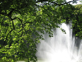 Fototapeta premium Spring green tree in the park against the backdrop of a fountain