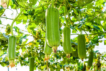 Close-up of loofah growing in the garden of Taiwan. luffa cylindrical.
