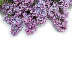 lilac branch on a white square background top view with copy space