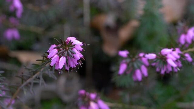 Spring blooming Winter Heath in slight breeze (Erica carnea) - (4K)