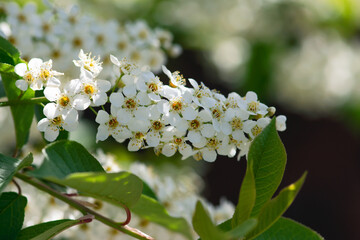 Choke Cherry Spray