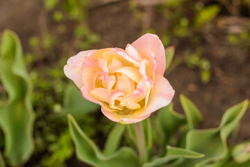 pink tulip flower