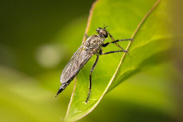 Assassin fly looking for a prey on a green leaf