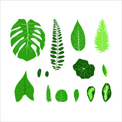 Vector tropical leaves set. Botanical illustration with green leaves of protea, palm, banana, acacia, monstera leaf