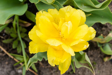 yellow tulips in the garden