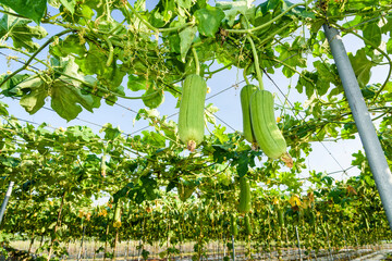 Close-up of loofah growing in the garden of Taiwan.