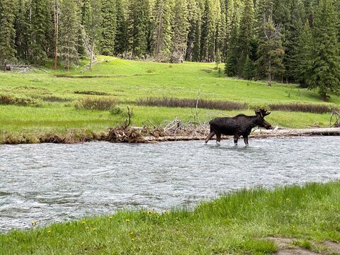 moose crossing the river