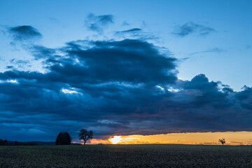 Sonnenuntergang und Baum mit vielen Misteln