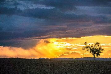 Sonnenuntergang und Baum mit vielen Misteln