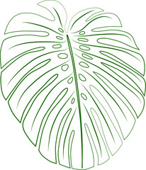 Monstera leaf, graphic line drawing. Logo or symbol.