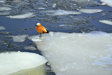 Ogar duck meets ice drift on the Moskva River - obrazy, fototapety, plakaty