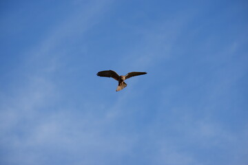 Obraz premium Falcon hunting