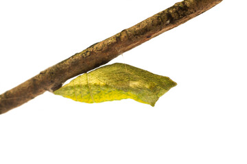 Butterfly pupa with white background