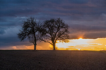 Sonnenuntergang und Baum mit vielen Misteln