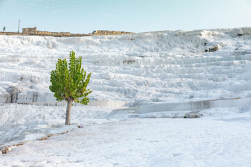 Beautiful tree with green leaves on white of Pamukkale mountain in Turkey.