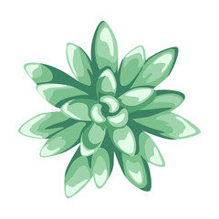 Illustration of succulent. Decorative home plant. Natural image.