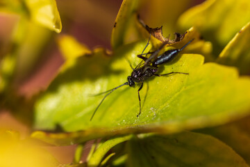 Evania Appendigaster. 