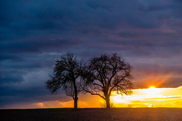 Fototapeta na wymiar Sonnenuntergang und Baum mit vielen Misteln