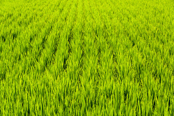 Large area rice crop field as a background