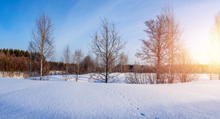 Winter panorama landscape with trees and snow in sunny day.