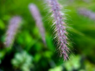 tiny droplets on a grass bloom using classic lens