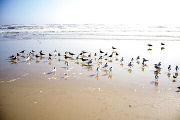 shorebirds convention in Daytona Beach florida 