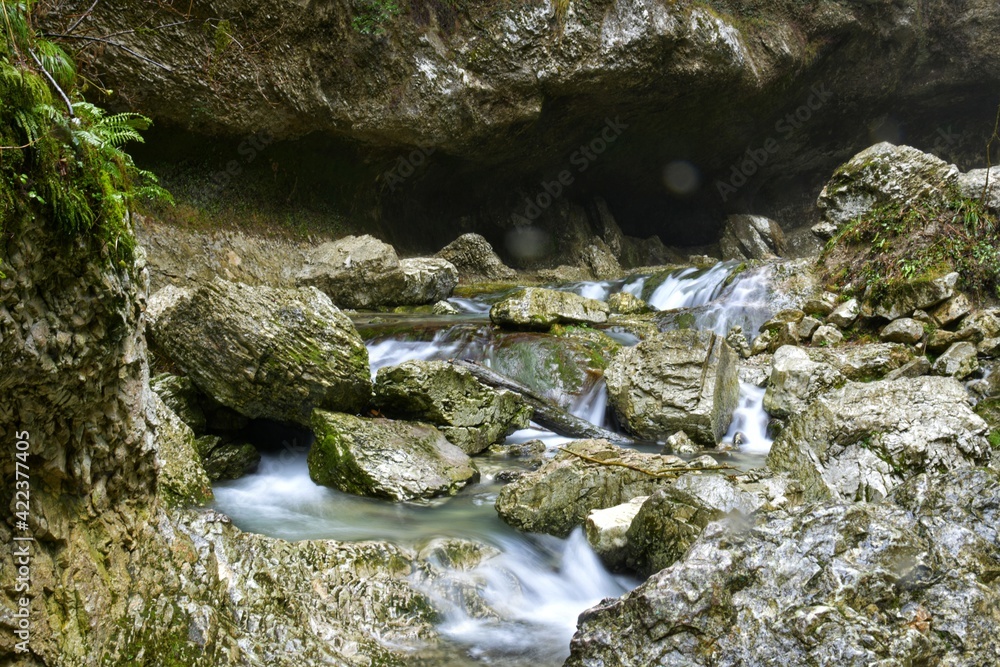 Wall mural stream in the forest