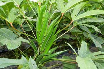 The okra fruit is in the fruiting stage, in the farmland of Pingtung, Taiwan.