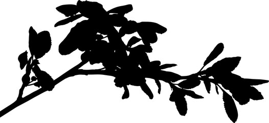 plum tree branch isolated black silhouette