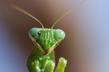 Mantis religiosa. 