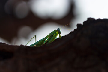 Mantis religiosa. 