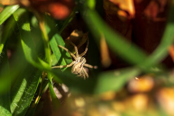 Araña lobo o saltarina. 