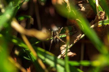 Araña lobo o saltarina. 