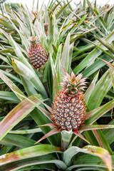 ripe pineapple growing in the orchard in Pingtung, Taiwan
