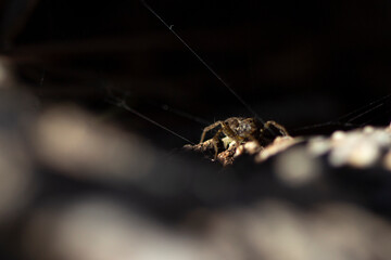 Araña lobo o saltarina. 