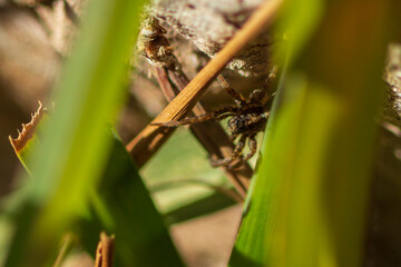 Ara&ntilde;a lobo o saltarina. 