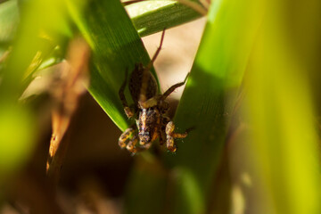 Araña lobo o saltarina. 