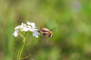 Macroglossum stellatarum - Bedstraw flies over the flower and the nectar from blossoming flowers.