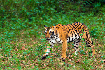 Fototapeta na wymiar Tiger walking in the greenery 