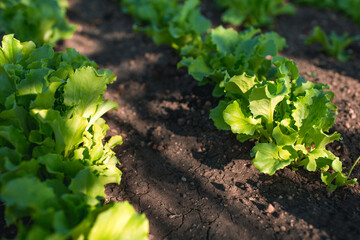Growing lettuce leaf plantation in the vegetable garden. Rows on the field. lettuce, leaf, farm, grow, plant, food, ground, vegetable, organic, green, growth, nature, field, farming, dirt, agriculture