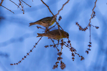 Pajarito. 