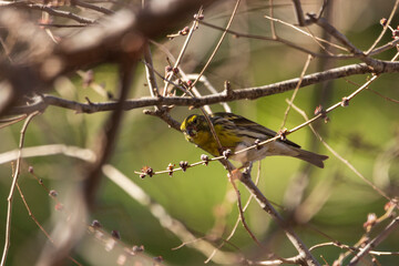 Pajarito. 