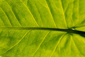 Abstract green striped nature background, vintage tone. green textured leaf of the plant. natural eco background.