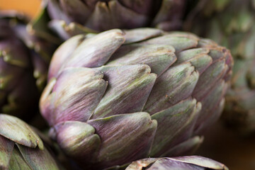 Close up of a beautiful Globe Artichoke (Cynara cardunculus var. scolymus), also known by the names French artichoke and green artichoke, in colors of green and purple 