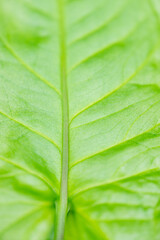 Abstract green striped nature background, vintage tone. green textured leaf of the plant. natural eco background.