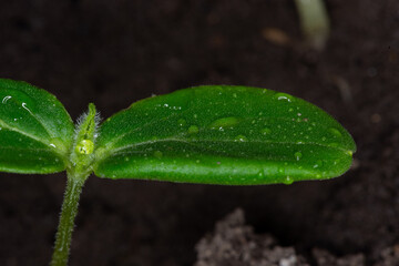 Seedling. Young sprout in a pot close up