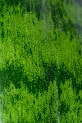 Green leaf macro texture