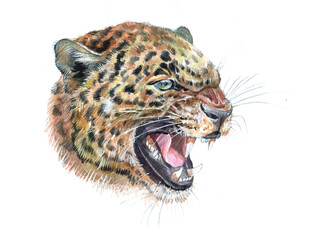 Fototapeta na wymiar Watercolor leopard big cat animal illustration isolated on white background 
