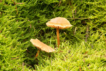 sheathed woodtufts in a bed of moss